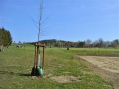 Výsadba stromů- park a stromořadí Bohdalovice