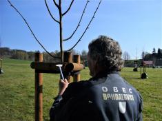 Výsadba stromů- park a stromořadí Bohdalovice